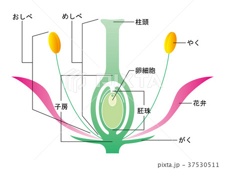 被子植物のイラスト素材