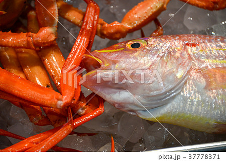 イトヨリ いとより 魚 魚屋の写真素材