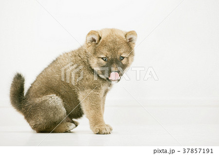 子ども 柴犬 犬 舐めるの写真素材