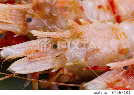 絵画 エビ 海老 シャコ？ 48137-1.jpg