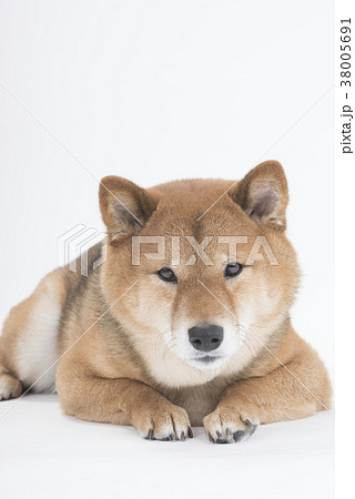 犬 顔 柴犬 正面の写真素材