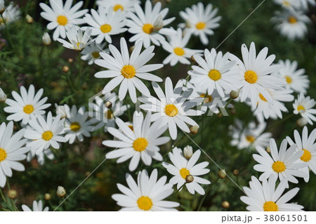 マーガレット 白 春 花の写真素材