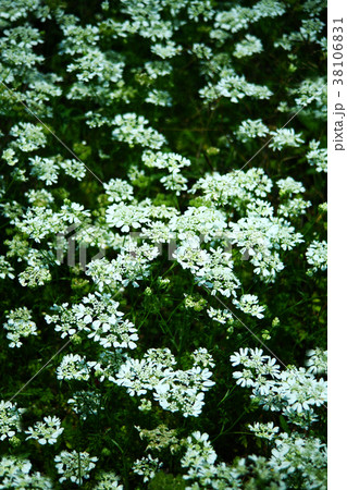 コリアンダー 花 白い花 ハーブの写真素材