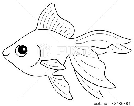 塗り絵 魚 淡水魚 金魚のイラスト素材