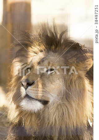 ライオン 檻 動物 陸の哺乳類の写真素材