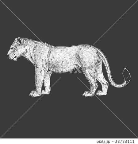 ライオン スケッチ 写生 動物のイラスト素材 - PIXTA