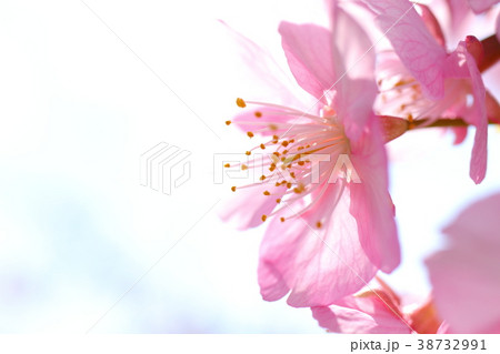 日本梨 イラスト 背景 きれい 桜の写真素材