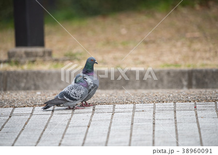 灰色のハト スズメバト (Columbina passerina) - Picture Bird