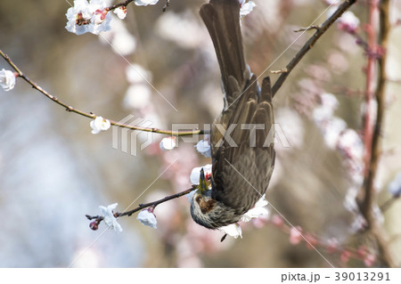 梅 花 鳥 ホトトギスの写真素材