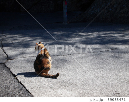 動物 猫 歩く 後ろ姿の写真素材