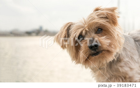 びっくり 犬 驚く びっくり顔の写真素材
