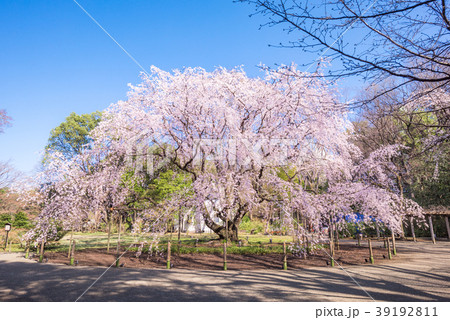 六義園・しだれ桜の写真素材 - PIXTA