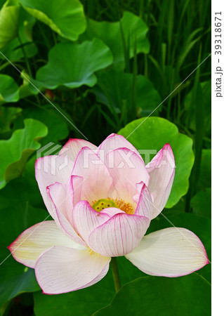 ハスの花の写真素材