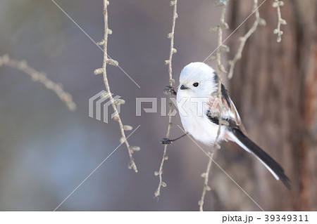 シマエナガ 北海道 エナガ カラ類の写真素材