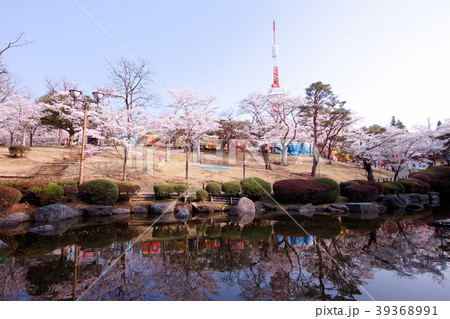 八幡山公園 ソメイヨシノ 春 花見広場の写真素材