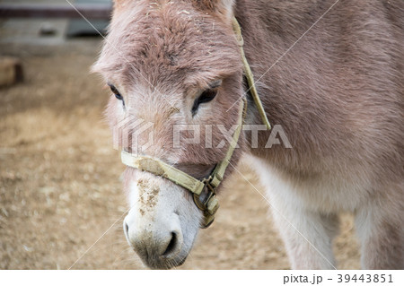 動物 ロバ 顔 アップの写真素材