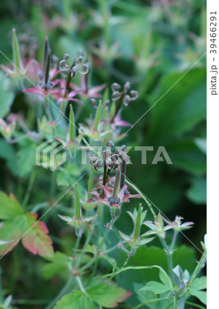 アメリカ風露 アメリカフウロ 亜米利加風露 風露草の写真素材