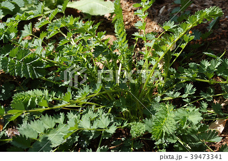 サラダ バーネットの写真素材