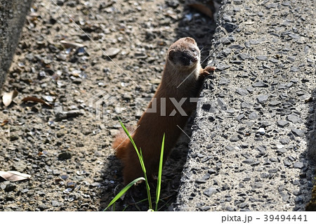 イタチ 鼬 鼬鼠 動物の写真素材