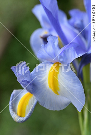 オランダアヤメの写真素材