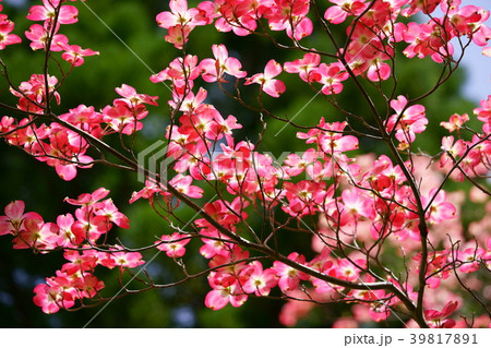 ハナミズキ 綺麗 可愛い 花の写真素材