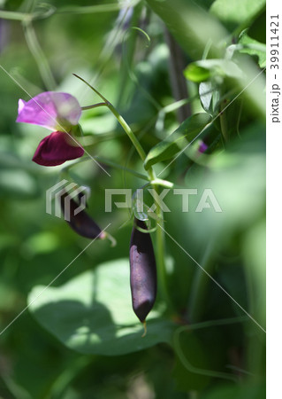 紫えんどうの花の写真素材