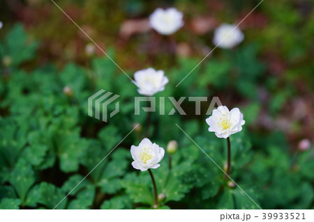 黄花イチゲ 黄色の写真素材