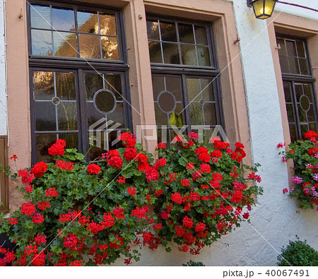 アイビーゼラニウム 花 窓ガラス 赤い花の写真素材 Pixta