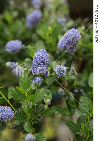 ナツメの花の写真素材