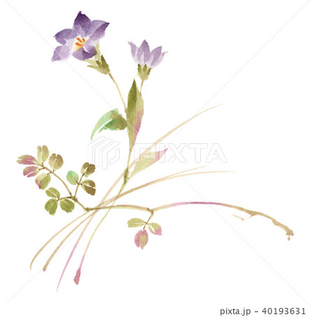 桔梗 植物 花 水彩画のイラスト素材 - PIXTA