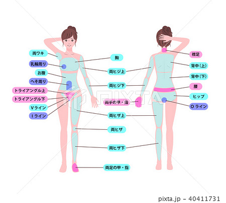 身体部位のイラスト素材