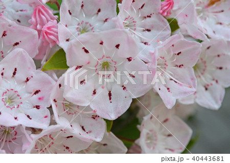 カルミアの花の写真素材