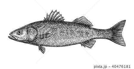 木版画 彫り物 魚 スケッチのイラスト素材 - PIXTA