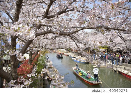 柳川 水郷 春 桜の写真素材