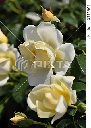 シティ オブ ヨークの写真素材