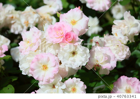 マチルダ 花の写真素材