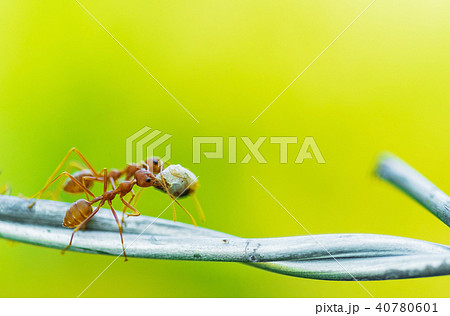 餌 蟻 運搬 運ぶの写真素材