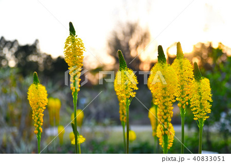 ブルビネラ 花 晴れ 植物の写真素材