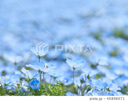 ベイビーブルーアイズの写真素材
