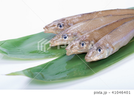 鱚 魚 キスの写真素材