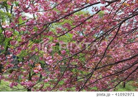 奥琵琶湖 春 桜 高画質の写真素材