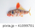 深海系の海水魚 ヒメ（姫） 背びれの模様 鮮やかな体色が特徴の写真 