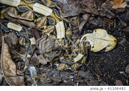 ガボンアダーの写真素材