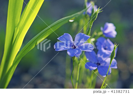 ビスカリア 花の写真素材