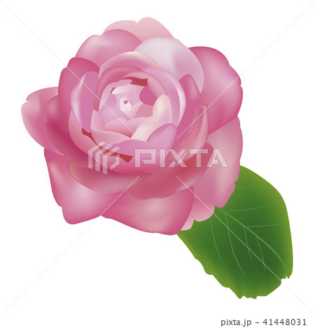 山茶花 冬の花のイラスト素材