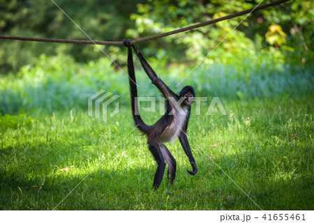 さる サル 猿 しっぽの写真素材