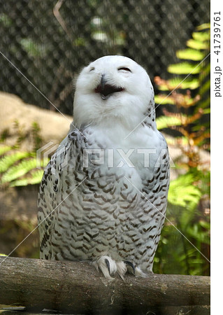 ハリーポッターの写真素材