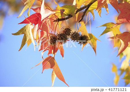 もみじばふう 木の実の写真素材 - PIXTA