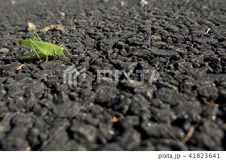 すいっちょん ウマオイの写真素材