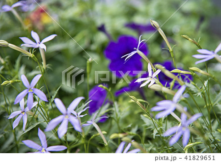 イソトマの花 イソトマの鉢植え 多年草 有毒植物の写真素材